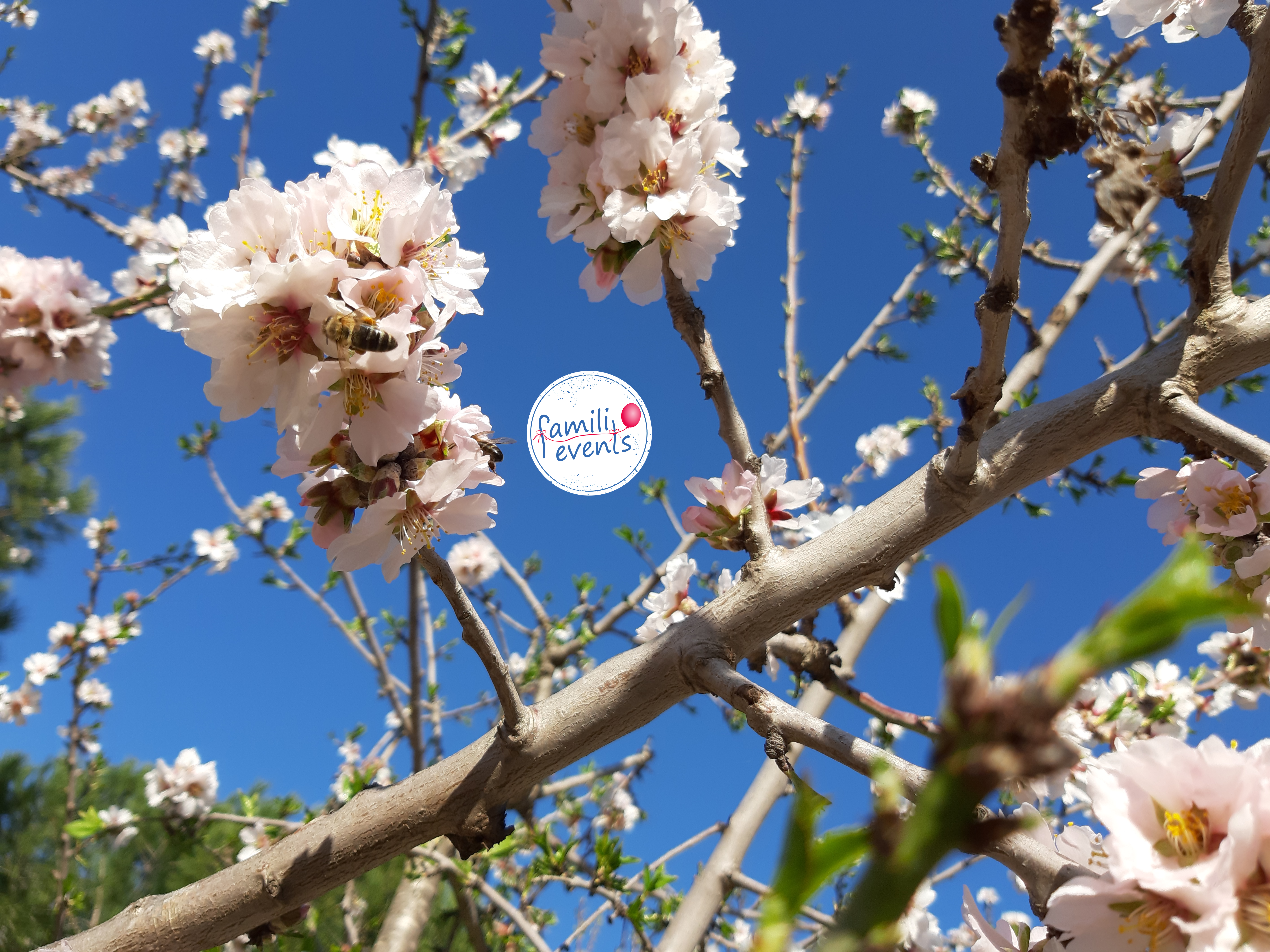 Fiestas en primavera con famili events.